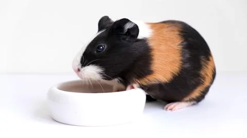 Tricolor guinea pig Stock Footage 209484493