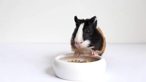 Tricolor guinea pig Stock Footage 209484500
