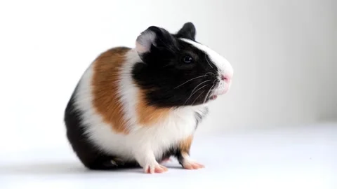 Tricolor guinea pig Stock Footage 209484516