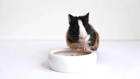 Tricolor guinea pig Vidéo 209484560
