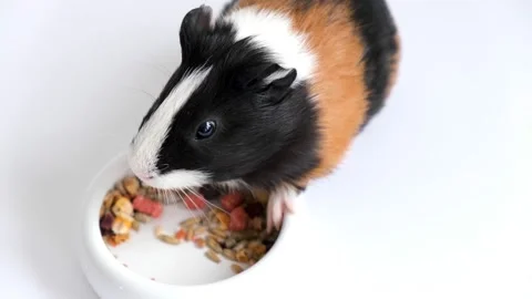 Tricolor guinea pig Stock Footage 209484562