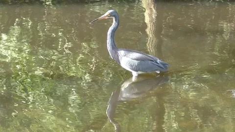 Tricolor heron in Florida Stock Footage 82077049