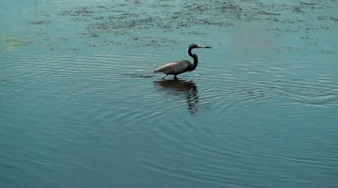 Tricolor Heron looking for fish Stock Footage 36268415