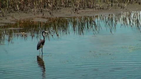 Tricolor Heron standing in the marsh Stock Footage 36268585
