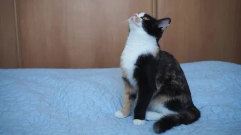 Tricolor kitten Stock Footage 199025051