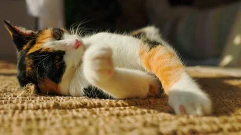 A tricolor kitten stretches in a patch of sunlight Stock Footage 304590576