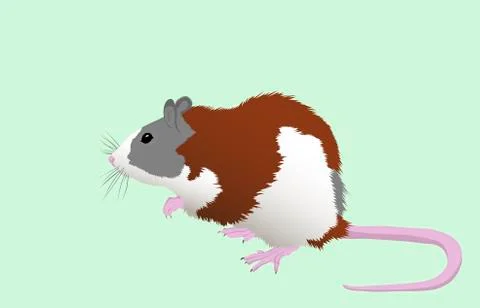 Tricolor rat イラスト素材