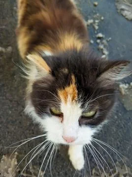 Tricolor yard cat. Stock Photos