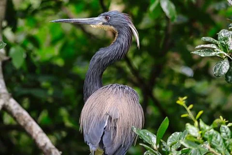 Tricolored anhinga Fotos Stock