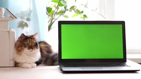 A tricolored fluffy cat lies on the table of the house near the window, turning Stock Footage 192166312