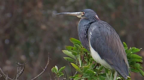 Tricolored Heron 2 Stock Footage