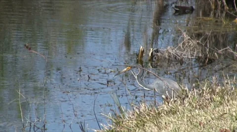 Tricolored heron attack Stock Footage 7746449
