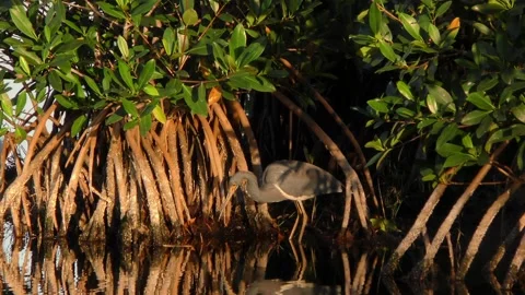 Tricolored Heron capturing small fish, Southern Florida, USA Stock Footage 149070847