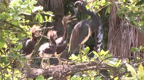 Tricolored Heron with chicks 動画素材 41719236