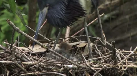 Tricolored Heron with chicks 動画素材 41729862
