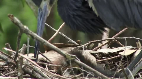 Tricolored Heron with chicks Stock Footage 41729953