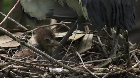 Tricolored Heron with chicks Stock-Footage 41729988