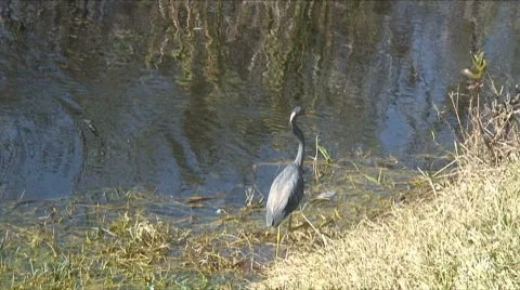 Tricolored heron flight Video stock 7746541
