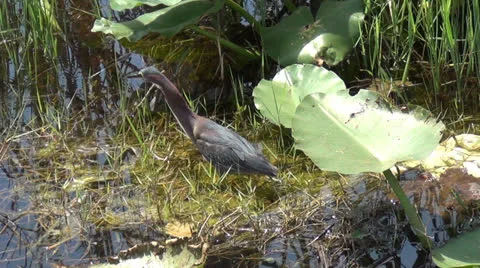 Tricolored heron Stock Footage 24803473