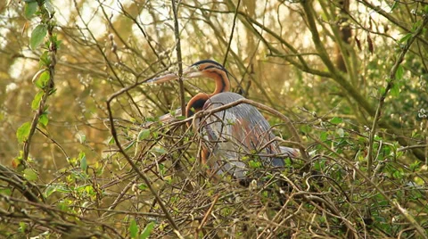 Tricolored Heron Vídeos de archivo 36136032