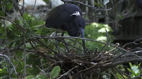 Tricolored Heron Stock Footage 41735374