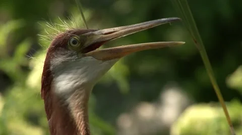 Tricolored Heron 動画素材 41735613