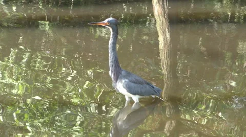 Tricolored heron Stock Footage 57542169