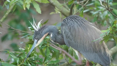 Tricolored Heron Vídeo Stock 107490497