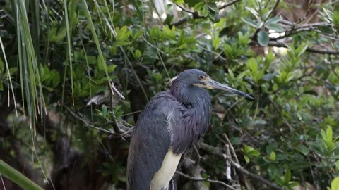 A Tricolored heron Stock Footage 195918076