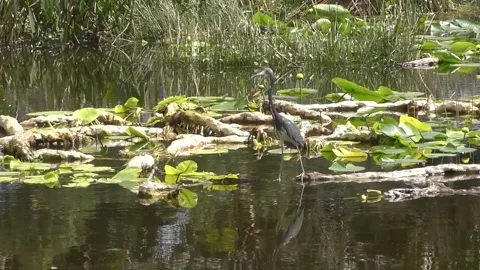 Tricolored heron Stock Footage 207546922