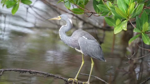 Tricolored Heron Stock Footage 268591850