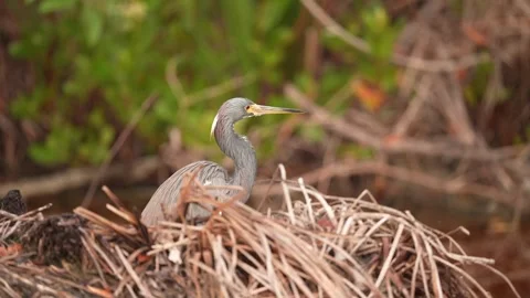 Tricolored Heron Видео 269057233