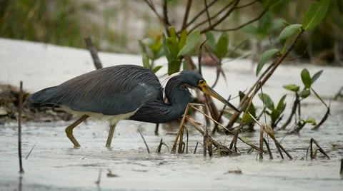 Tricolored heron hunting slow motion Stock Footage 59807205