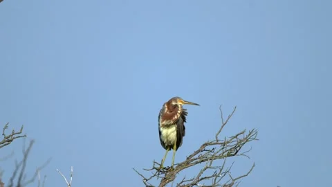 Tricolored Heron Sitting in a Tree Stock Footage 170227942
