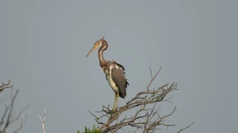 Tricolored Heron Standing in a Tree Stock Footage 160948403