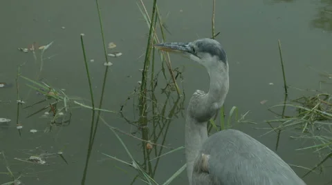 Tricolored Heron Static Vídeo Stock 61194127