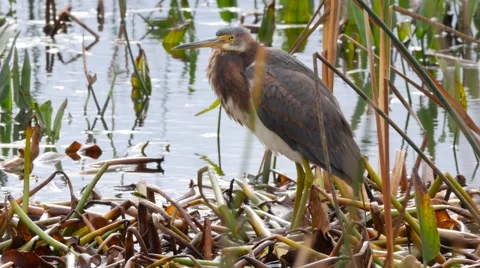 Tricolored heron (Tricolored heron) Stock Footage 59145099