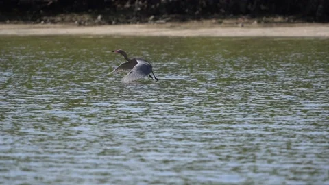 Tricolored herron Stock Footage 170723841