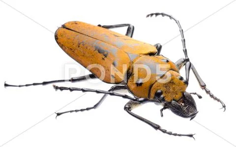Trictenotomidae beetle Stock Photos