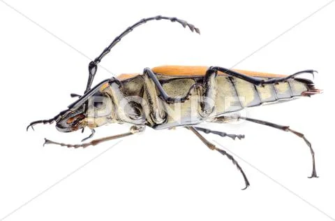 Trictenotomidae beetle Stock Photos
