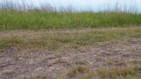 Tricycle ride in the field Stock Footage 132001606