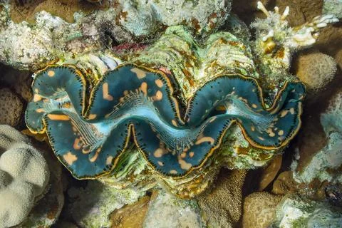 Tridacna Stock Photos