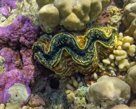 Tridacna Stock Photos