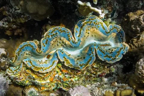 Tridacna Stock Photos