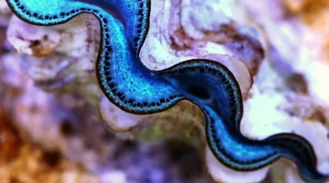 Tridacnid Clam Stock Footage 66583317