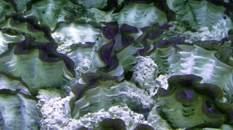 Tridacnid Clams Time lapse Stock Footage 66577563