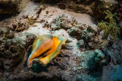 Tridacninae Foto stock