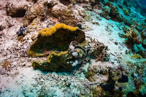 Tridacninae Stock Photos