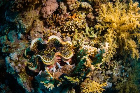 Tridacninae Foto stock