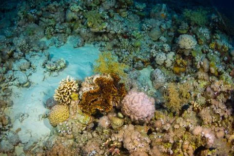 Tridacninae Stock Photos